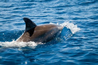 Tursiops truncatus adında bir şişe burunlu yunus Portekiz 'in Algarve kıyısındaki Atlantik Okyanusu' nun mavi sularına dalıyor.