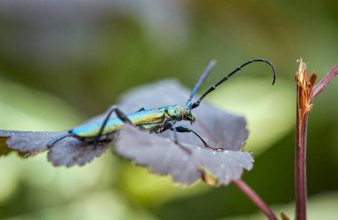 Uzun boynuzlu yeşil misk böceği, Latin Aromia Moschata, mor bir şeytanın çalılığında oturur.