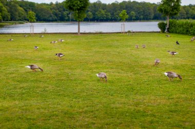 Greylag kazları, Latince adı Anser anser, yemyeşil bir çayırda dinleniyor.