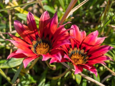 Gazania çiçeğinin iki çiçeğini kapat. Parlak kırmızı taç yaprakları ve çekici kahverengi işaretli Afrika papatyası. Seçici odak.