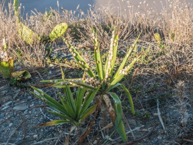 Küçük salyangozlarla kaplı bir Yucca bitkisinin kapağını kapat..