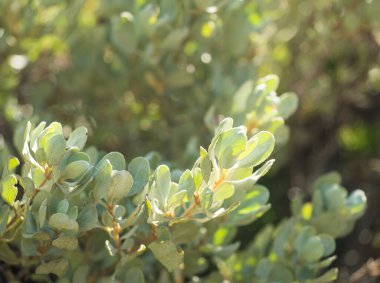 Bokeh yeşili bulanık arkaplandaki gümüş yeşil yaprakları fotokopi alanıyla birlikte doğal yeşil dekoratif arka plan olarak kullanarak kapat. Ekoloji, yeni duvar kağıdı kavramı