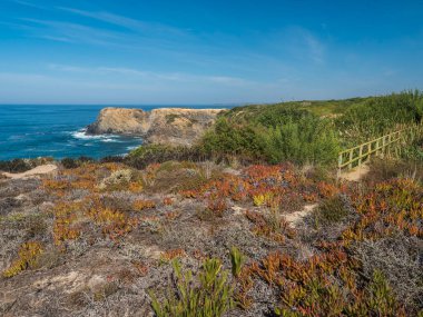Küçük ahşap köprüsü, okyanus dalgaları, uçurumlar ve kumullarla kaplı yeşil bitki örtüsü incir yaprakları, güneşli bir gün, açık mavi gökyüzü. Rota Vicentina Sahili, Portekiz.