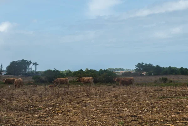 Pasoucí Hnědé Krávy Polích Zemědělské Půdy Borovicemi Poblíž Portugalského Odecixe — Stock fotografie