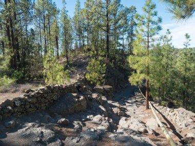 Volkanik arazideki toprak yol ve yemyeşil çam ağacı ormanı, Teide Ulusal Parkı, Tenerife Kanarya Adaları, İspanya 'daki Paisaje Ay volkanik kaya oluşumuna giden yol..