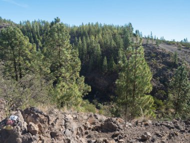 Volkanik manzara ve yemyeşil çam ağacı ormanı, İspanya 'nın Tenerife Kanarya Adaları' ndaki Teide Ulusal Parkı 'ndaki Paisaje Ay volkanik kaya oluşumuna doğru yürüyüş yapıyor..