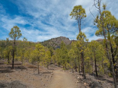Volkanik arazideki toprak yol ve yemyeşil çam ağacı ormanı, Teide Ulusal Parkı, Tenerife Kanarya Adaları, İspanya 'daki Paisaje Ay volkanik kaya oluşumuna giden yol..