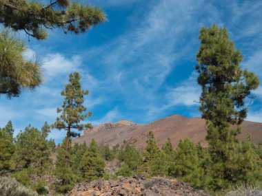 Volkanik manzara ve yemyeşil çam ağacı ormanı, İspanya 'nın Tenerife Kanarya Adaları' ndaki Teide Ulusal Parkı 'ndaki Paisaje Ay volkanik kaya oluşumuna doğru yürüyüş yapıyor..