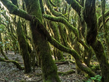 La Gomera, Kanarya Adaları 'ndaki Garajonay Ulusal Parkı' nda yosunlu ağaçları olan yemyeşil laurisilva ormanı. Gizemli peri masalı büyülü doğa manzarası. UNESCO Dünya Mirası Alanı