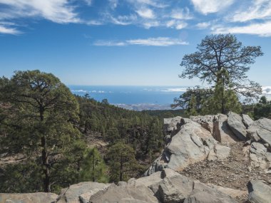 Tenerife 'nin güney sahilinin manzarası dağ yamacından 2000 m yükseklikte ve bulutların üzerinde çam ağacı ormanı var. Kanarya Adaları, İspanya