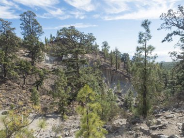 Küçük bir kaya kenti olan Paisaje Lunar 'ın manzarası, volkanik alanda yemyeşil çam ağacı ormanlarıyla aşınmış kaya sütunları oluşumu. Tenerife Kanarya Adaları, İspanya.