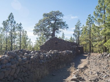 Old stone house and wall near camping area with huts at campsite Campamento Madre del Agua in Pine tree forest near town Vilaflor
