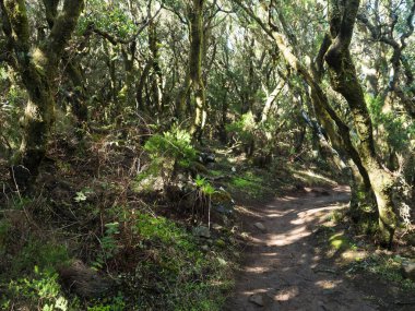 Narrow footpath at laurisilva forest at Park rural de Teno mountains, Tenerife, Canary Islands. Mysterious fairytale magical nature scenery with Erica arborea trees, moss, ferns and green leaves.