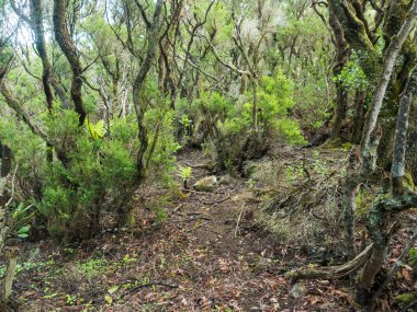 Lush evergreen laurisilva forest at Park rural de Teno mountains, Tenerife, Canary Islands, Spain. Mysterious fairytale magical nature scenery with Erica arborea trees, moss, ferns and green leaves.