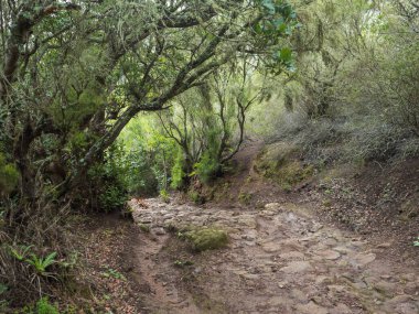 Teno, Teno Alto, Tenerife, Kanarya Adaları, İspanya 'daki Park kırsalındaki vadi ve dağlar boyunca uzanan yürüyüş patikalarında çarpık ağaçlar ve yoğun yeşil bitki örtüsü olan eski taşlı yol..