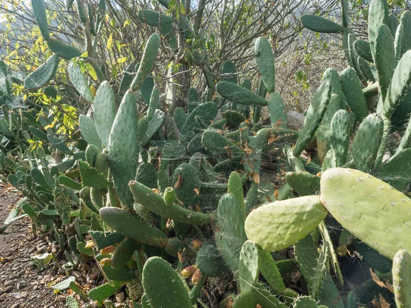 Bush of prickly pear cactus, Opuntia ficus-indica covered by spider web in sunlight at tenerife, Spain.