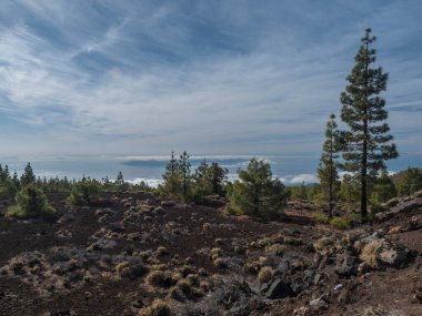 Volcanic landscape with lava fields partly covered by the pine tree forest above clouds with silhoutte of La gomera Island. El Teide National Park, Tenerife, Canary Islands, Spain.