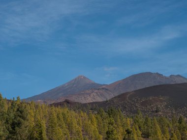 Mountains and lava fields partly covered by pine tree forest with view of volcano Pico del Teide. Volcanic landscape at El Teide National Park, Tenerife, Canary Islands, Spain. Blue sky background.