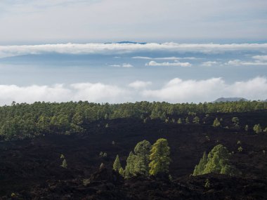 Volcanic landscape with lava fields partly covered by the pine tree forest above clouds with silhoutte of La gomera Island. El Teide National Park, Tenerife, Canary Islands, Spain.