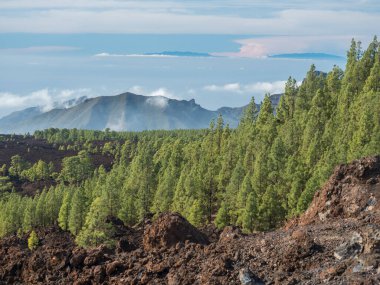 Volcanic landscape with lava fields partly covered by the pine tree forest above clouds with silhoutte la palma Island. El Teide National Park, Tenerife, Canary Islands, Spain.