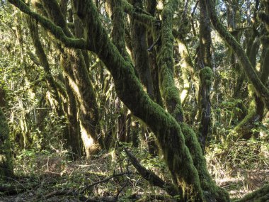 La Gomera, Kanarya Adaları 'ndaki Garajonay Ulusal Parkı' nda yosunlu ağaçları olan yemyeşil laurisilva ormanı. Gizemli peri masalı büyülü doğa manzarası. UNESCO Dünya Mirası Alanı