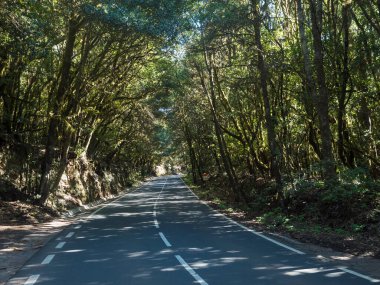 Yoğun Laurisilva ormanlarında asfalt yolda yosunlu defne ve Erica arborea ağaçları var. Garajonay Ulusal Parkı, Raso de La Bruma La Gomera. Kanarya Adaları. İspanya