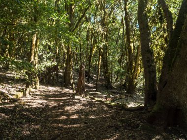 La Gomera, Kanarya Adaları 'ndaki Garajonay Ulusal Parkı' nda yosunlu ağaçları olan yemyeşil laurisilva ormanı. Gizemli peri masalı büyülü doğa manzarası. UNESCO Dünya Mirası Alanı
