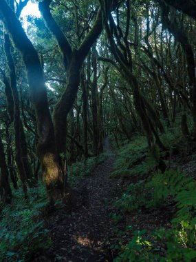 Yoğun Laurisilva ormanlarında, yamuk yosunlu defne ve Erica arborea ağaçları ve eğreltiotu ile ayak sesleri daralıyor. Garajonay Ulusal Parkı, Raso de La Bruma La Gomera. Kanarya Adaları. İspanya