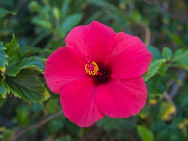 Çiçek açan parlak pembe Hibiscus çiçeğinin kafası yeşil bokeh yapraklarının arka planına yakın, seçici bir odak noktası..