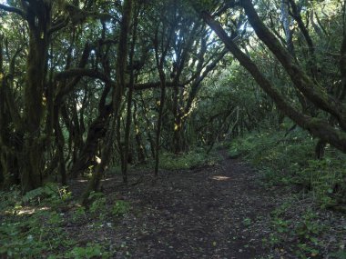Yoğun Laurisilva ormanlarında yosunlu defne ve Erica arborea ağaçlarıyla ayak izlerini daralt. Garajonay Ulusal Parkı, Raso de La Bruma La Gomera. Kanarya Adaları. İspanya