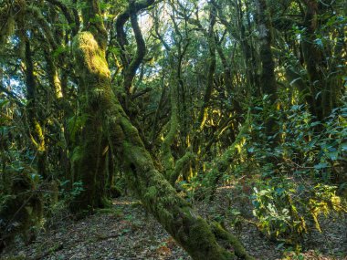 La Gomera, Kanarya Adaları 'ndaki Garajonay Ulusal Parkı' nda yosunlu ağaçları olan yemyeşil laurisilva ormanı. Gizemli peri masalı büyülü doğa manzarası. UNESCO Dünya Mirası Alanı