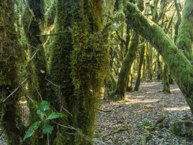 La Gomera, Kanarya Adaları 'ndaki Garajonay Ulusal Parkı' nda yosunlu ağaçları olan yemyeşil laurisilva ormanı. Gizemli peri masalı büyülü doğa manzarası. UNESCO Dünya Mirası Alanı