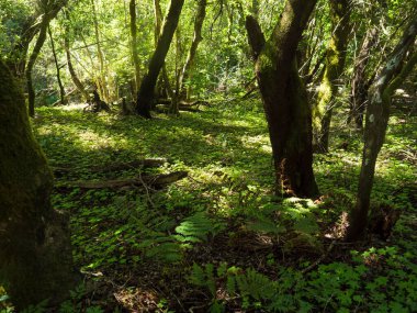 La Gomera, Kanarya Adaları 'ndaki Garajonay Ulusal Parkı' nda yemyeşil eğreltiotu ve yosun ağaçlarıyla aydınlanmış Laurisilva ormanı. Gizemli peri masalı büyülü doğa manzarası. UNESCO Dünya Mirası.