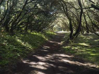 Laurisilva Ormanı 'nda yosunlu defne dalları ve günışığında Erica arborea ağaçları olan dar patikalar. Garajonay Ulusal Parkı, Raso de La Bruma La Gomera. Kanarya Adaları. İspanya