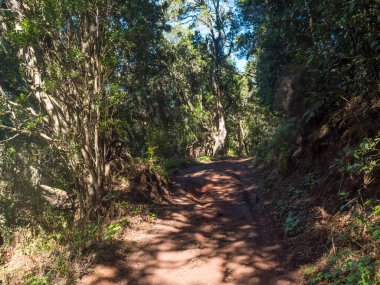Laurisilva Ormanı 'nda gün ışığında yosunlu defne ve Erica arborea ağaçlarıyla dolu toprak yol. Garajonay Ulusal Parkı, Raso de La Bruma La Gomera, Kanarya Adaları, İspanya. Güneşli bir gün.