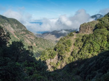 El Cedro köyü ile vadideki yosunlu ağaç manzarası Garajonay Ulusal Parkı 'nın sisli yeşil tepesi. La Gomera 'da yürüyüş yolu, Kanarya Adaları, İspanya