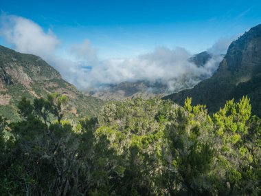 Viewpoint Mirador del El Rejo Hermigua yolunda. Yosun ağacı vadisi, Garajonay Ulusal Parkı 'nın sisli yeşil tepesi. La Gomera 'da yürüyüş yolu, Kanarya Adaları, İspanya