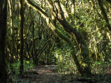 La Gomera, Kanarya Adaları 'ndaki Garajonay Ulusal Parkı' nda yosunlu ağaçları olan yemyeşil laurisilva ormanı. Gizemli peri masalı büyülü doğa manzarası. UNESCO Dünya Mirası Alanı