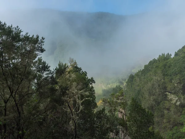 stock image View of mossy tree at valley with village El Cedro, foggy green hill at mist laurisilva forest of the Garajonay National Park. Hiking trail at La Gomera, Canary Islands, Spain