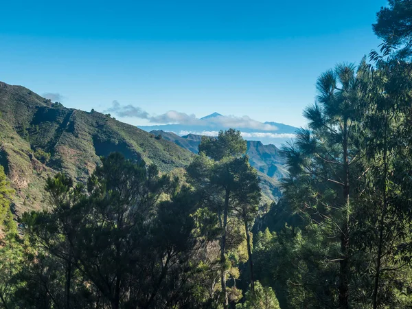 Vista Sobre Exuberante Paisagem Verde Parque Nacional Garajonay Gomera Fundo — Fotografia de Stock