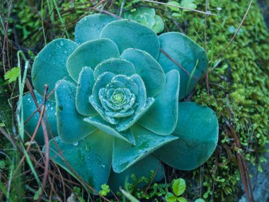 Sempervivum Houseleek bitkisinin çevreci yaprakların üzerine çiğ damlaları ve sulu bitkilerin doğal arkaplanı. Sempervivum yakın çekim deseni, seçici odak.