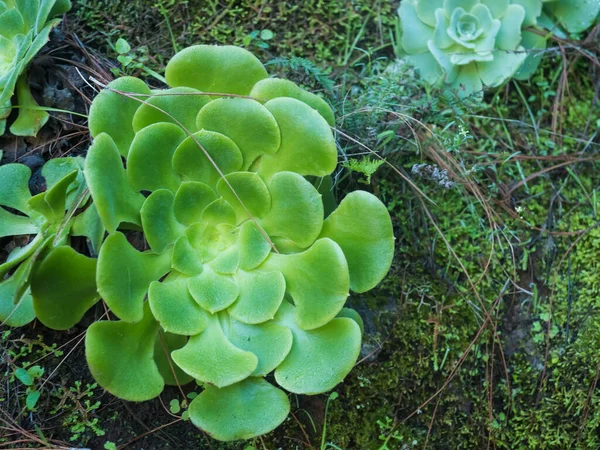 Κοντινό Πλάνο Του Φυτού Aeonium Canariense Πράσινα Φύλλα Φυσικό Υπόβαθρο — Φωτογραφία Αρχείου