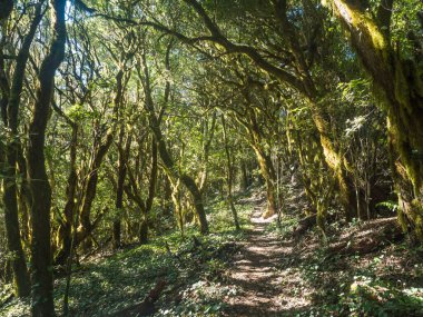 Laurisilva Ormanı 'nda yosunlu defne dalları ve günışığında Erica arborea ağaçları olan dar patikalar. Garajonay Ulusal Parkı, Raso de La Bruma La Gomera. Kanarya Adaları. İspanya