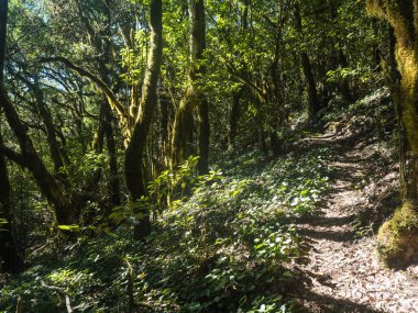 Laurisilva Ormanı 'nda yosunlu defne dalları ve günışığında Erica arborea ağaçları olan dar patikalar. Garajonay Ulusal Parkı, El Bailadero, La Gomera. Kanarya Adaları. İspanya