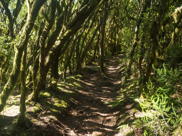 stock image Narrow footpath through laurisilva forest with twisted branches of mossy laurel and Erica arborea trees in sunlight. Garajonay National Park, El Bailadero, La Gomera. Canary Islands. Spain