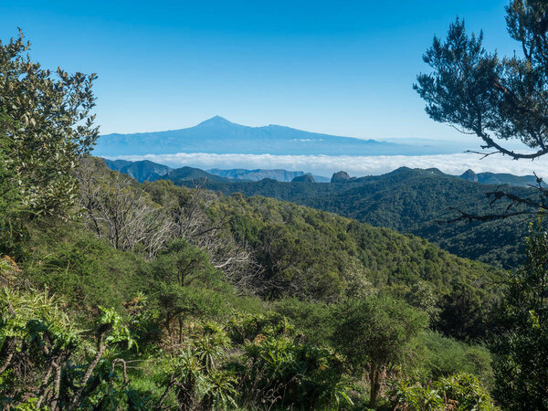 View on Tenerife island and Pico del Teide over forest and hills of Garajonay National Park seen from peak of Alto de at Garajonay mountain. White clouds and blue sky above. La Gomera, Canary Islands