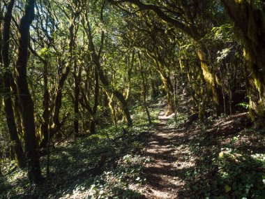 Laurisilva Ormanı 'nda yosunlu defne dalları ve günışığında Erica arborea ağaçları olan dar patikalar. Garajonay Ulusal Parkı, El Bailadero, La Gomera. Kanarya Adaları. İspanya