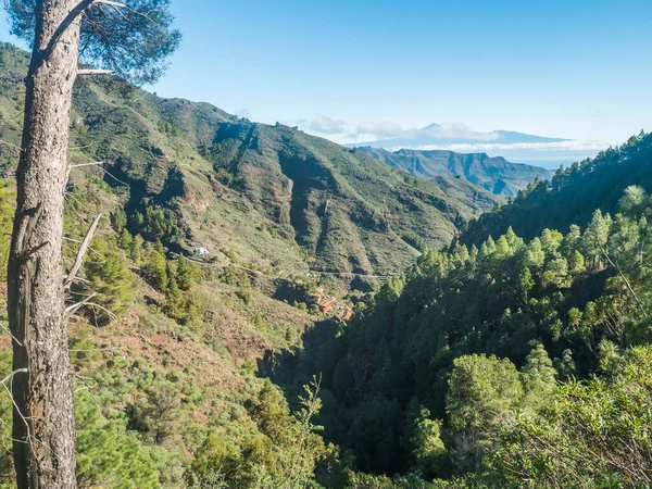 与La Laja村一起参观La Gomera国家公园Garajonay绿树成荫的景观 与Volcano Pico Teide一起参观Tenerife岛 西班牙加那利群岛 复制空间 — 图库照片