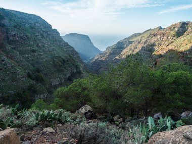 Palmiye ağaçları, kaktüsleri ve La Merica dağının keskin uçurumları olan yeşil vadi manzarası. Camino La Merica yürüyüş parkurunda görülmüş. Arure, Valle Gran Rey, La Gomera, Kanarya Adaları, İspanya
