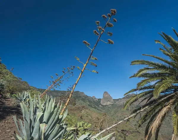 Arka planda palmiye ağacı ve sulu bitki örtüsü. Barranco de Guarimiar Vadisi boyunca yürüyüş yolunda roque de imada kayası var. La Gomera, Kanarya Adaları, İspanya.